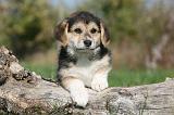 CORGI PEMBROKE 1034